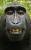 Profile picture for user oddpodge